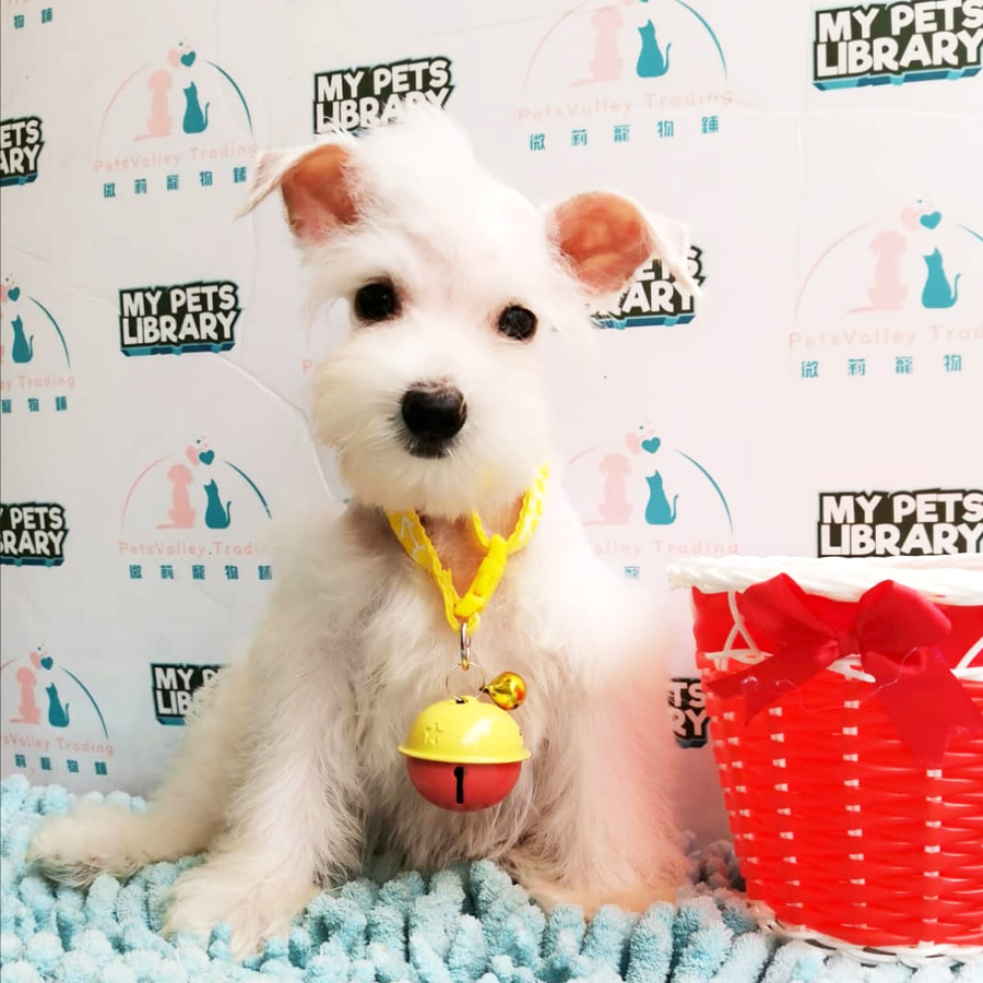 Miniature Schnauzer Puppy For Sale (Female)