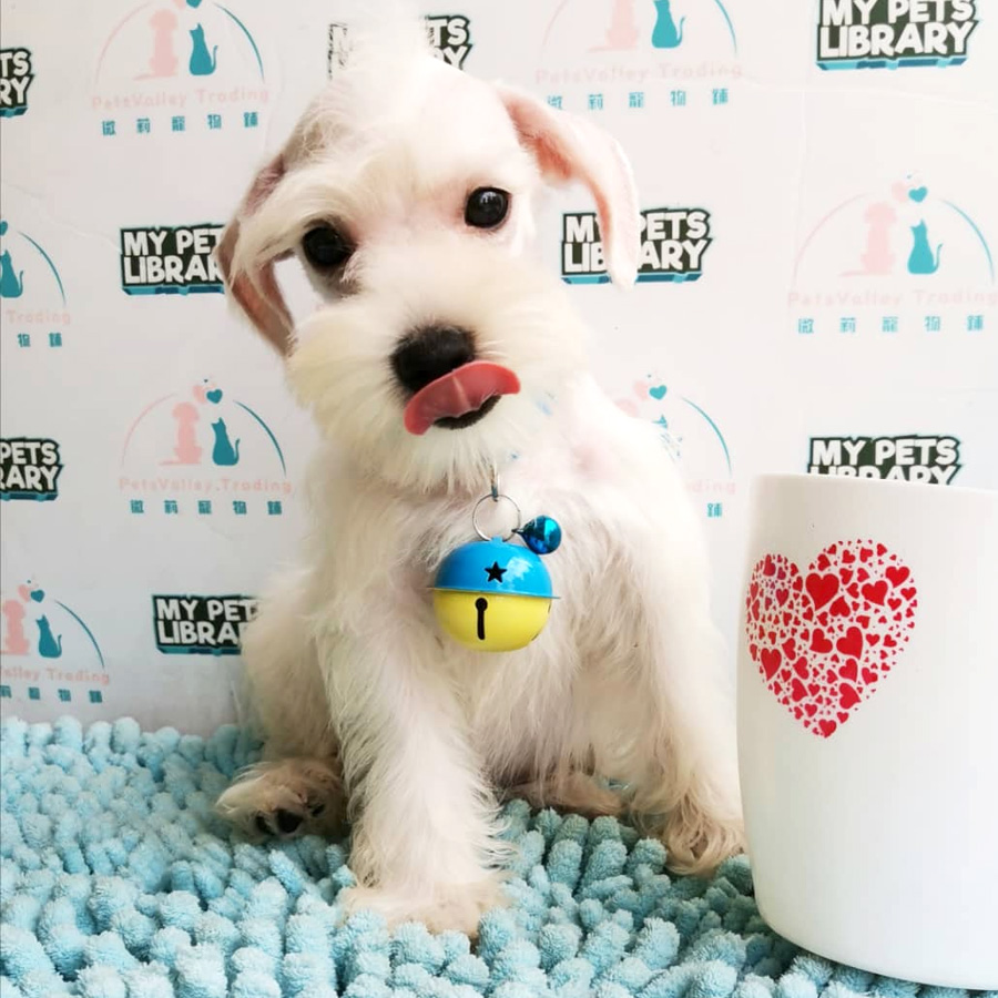 Miniature Schnauzer Puppy For Sale (Female)