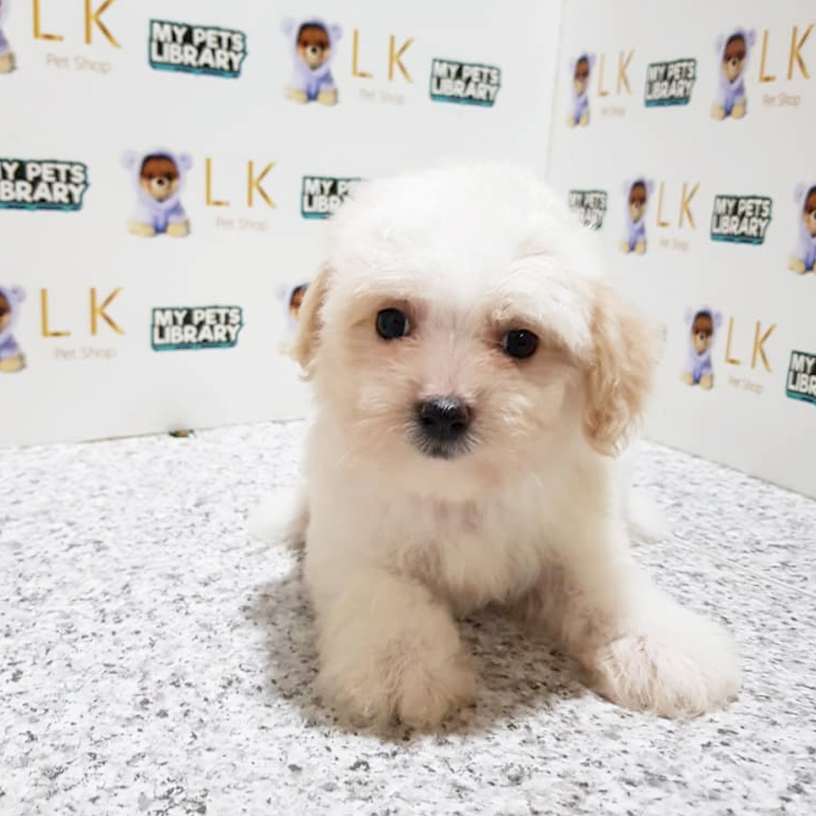 Toy Poodle Puppy For Sale (Male)
