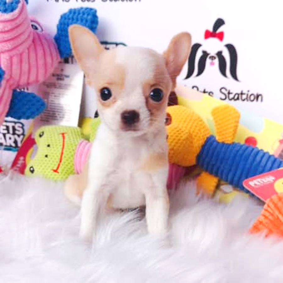 Apple Head Chihuahua Puppy For Sale