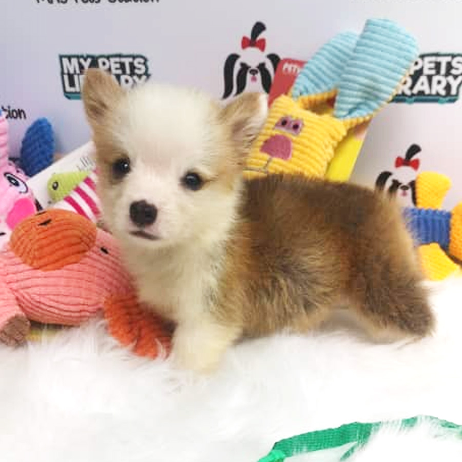 MKA Welsh Corgi Puppy For Sale