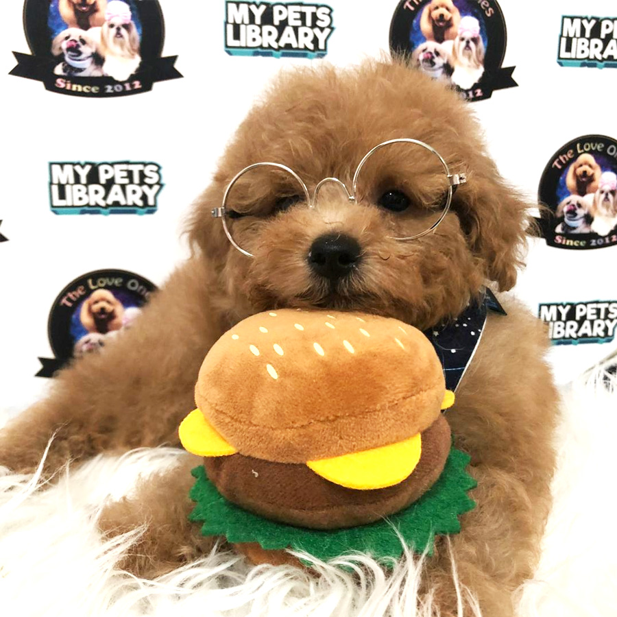 Toy Poodle Puppy For Sale (Male)