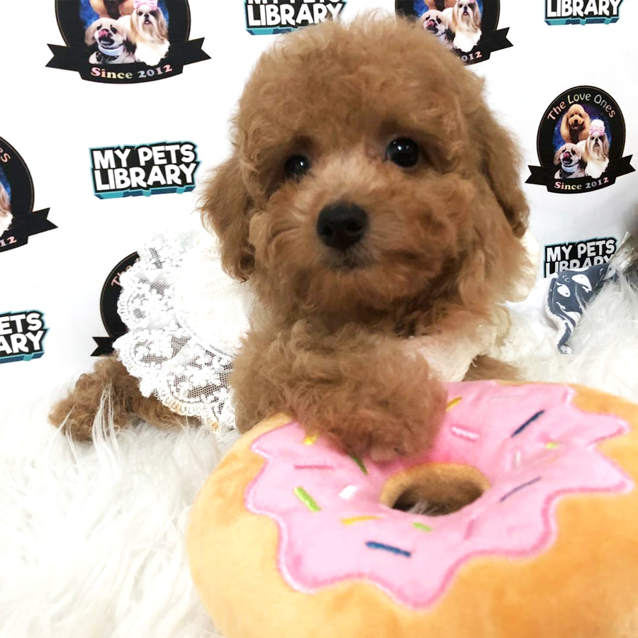 Toy Poodle Puppy For Sale (Female)