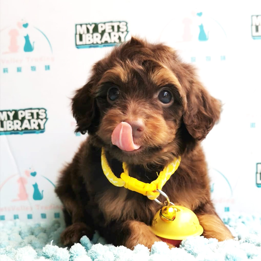 Toy Poodle Puppy For Sale (Female)