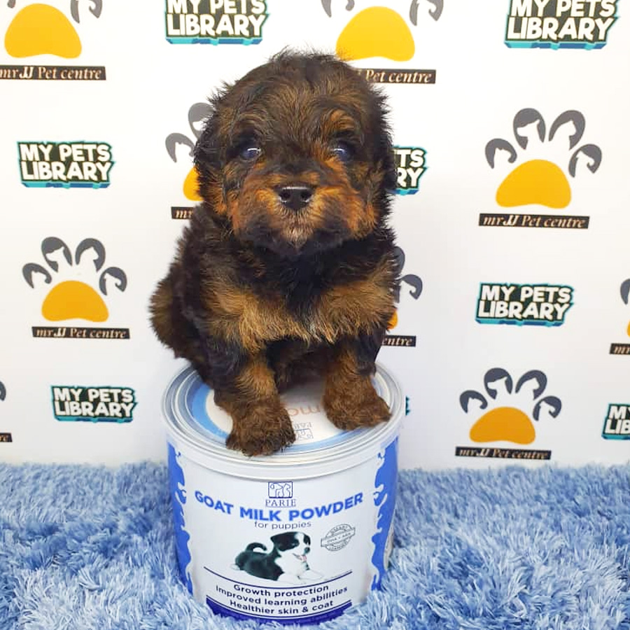 ShihPoo Puppy (Male) For Sale