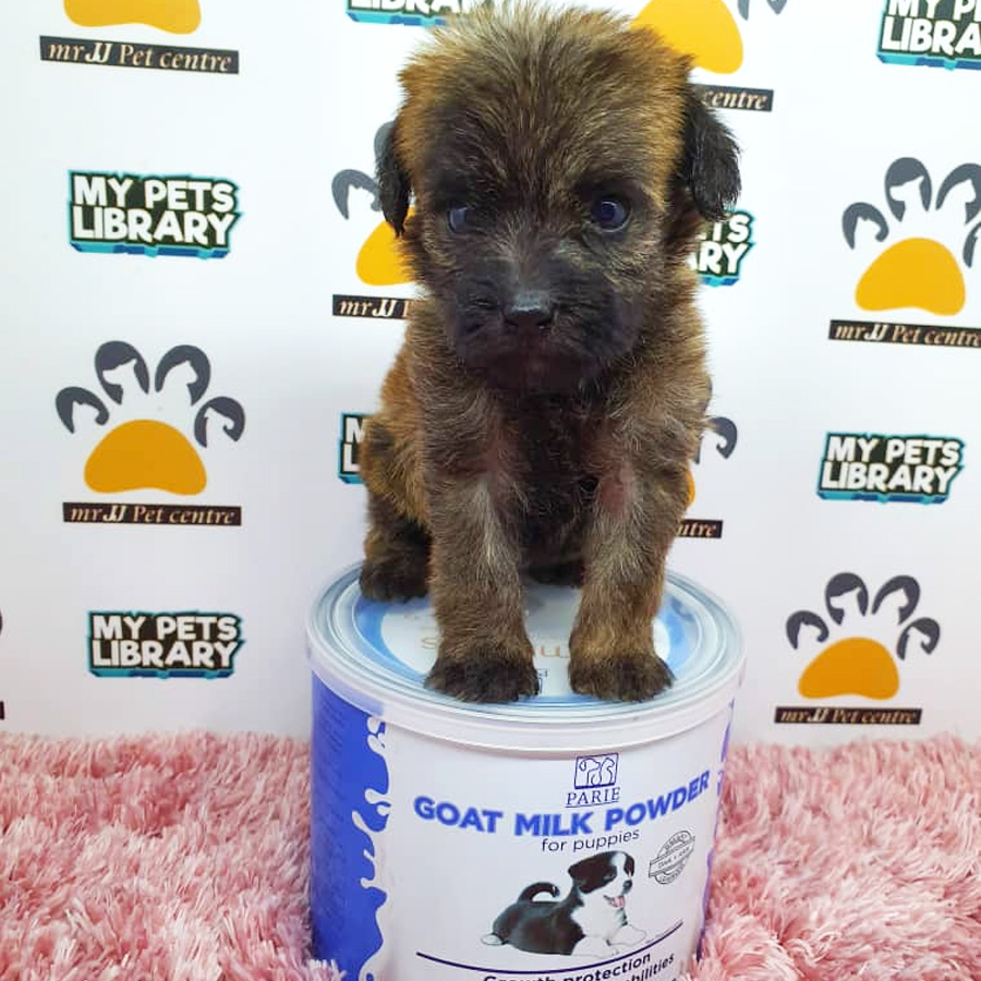 ShihPoo Puppy (Female) For Sale