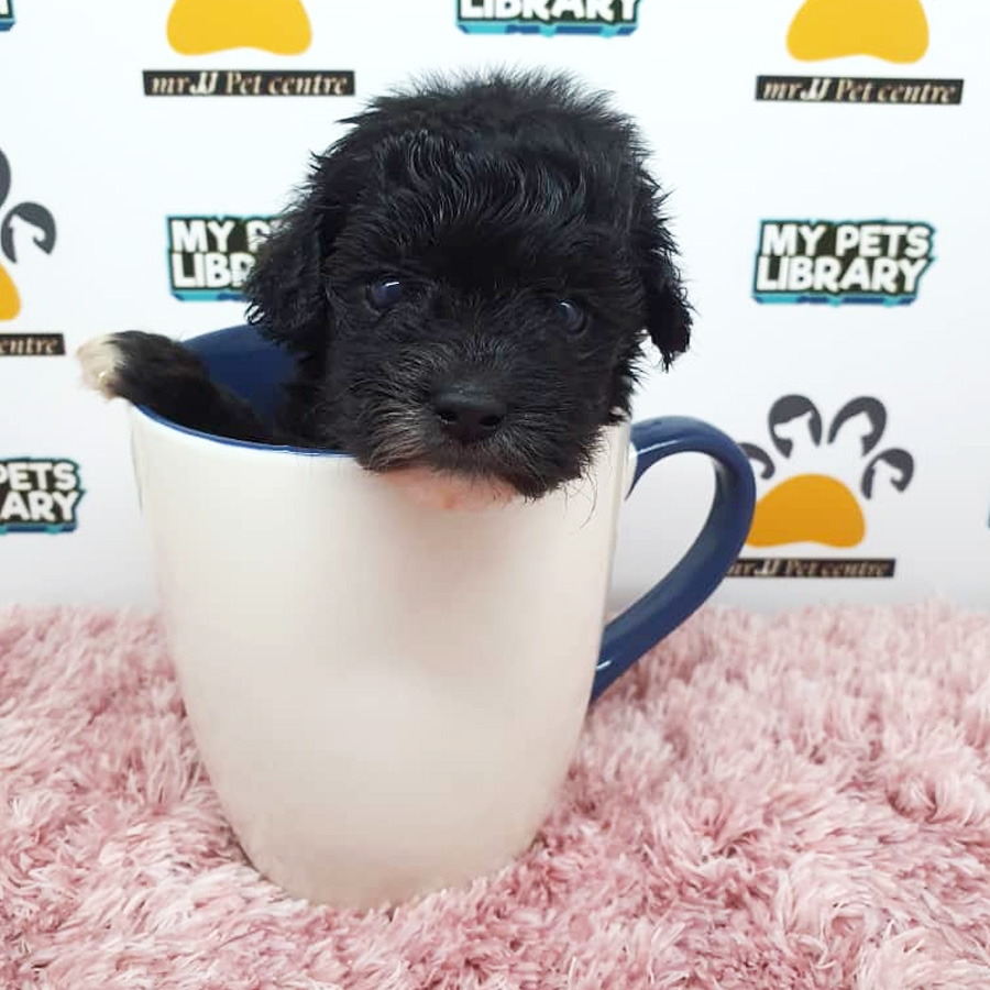 ShihPoo Puppy (Female) For Sale