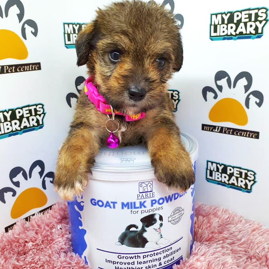 ShihPoo Puppy (Female) For Sale