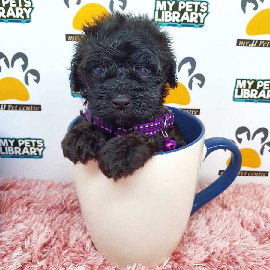 ShihPoo Puppy For Sale