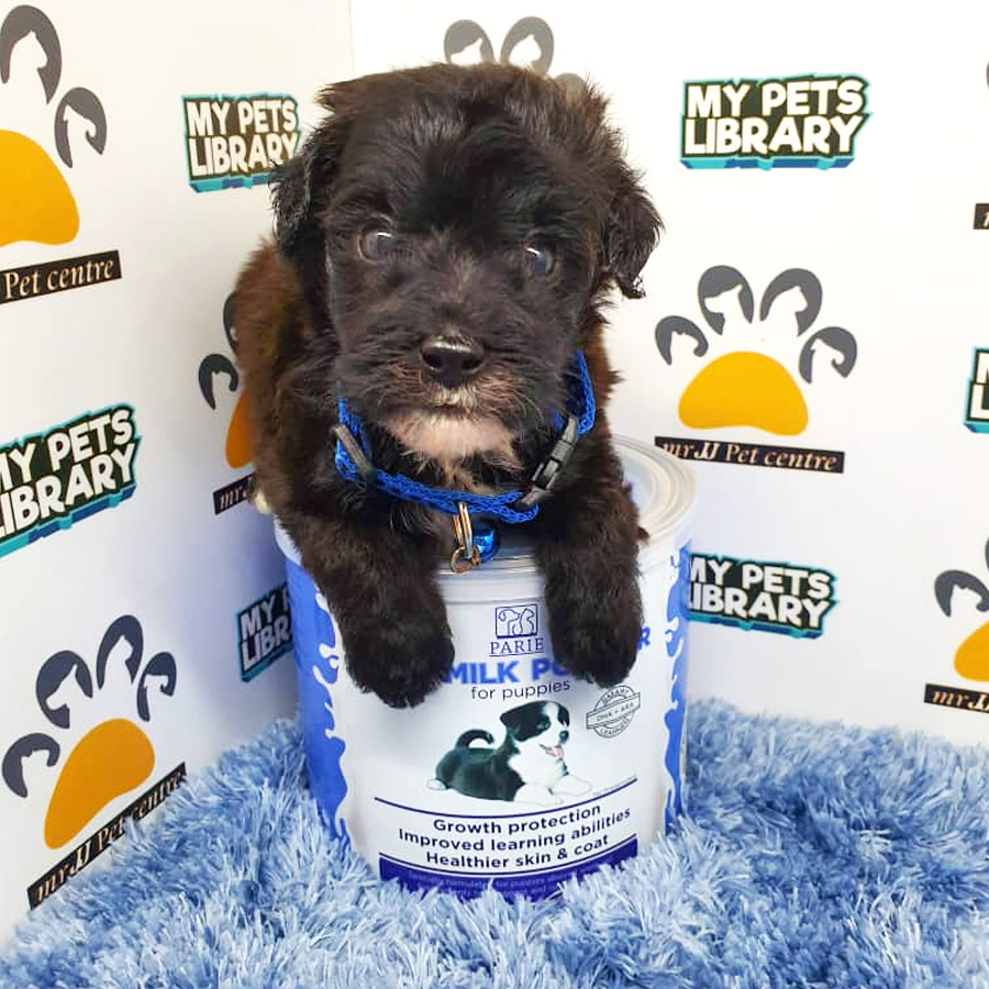 ShihPoo Puppy (Male) For Sale