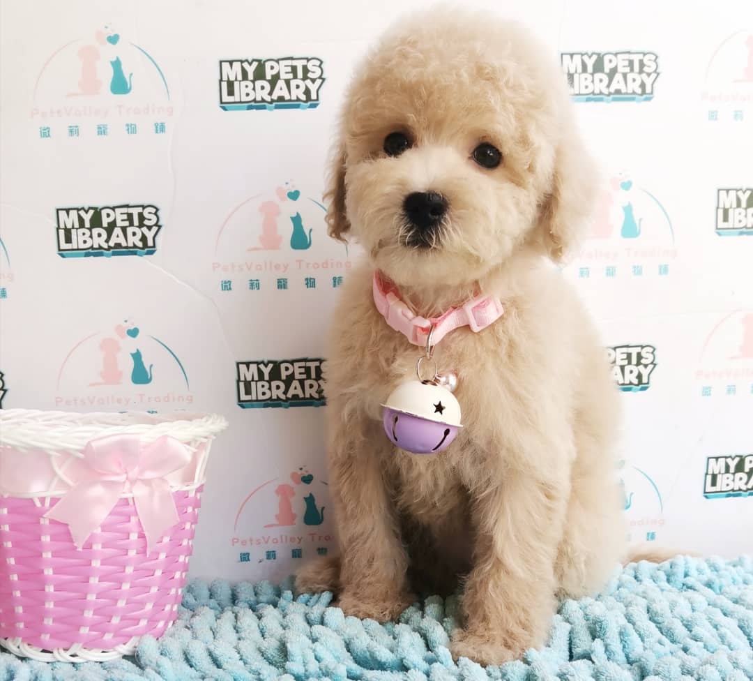 Toy Poodle Puppy For Sale (Female)