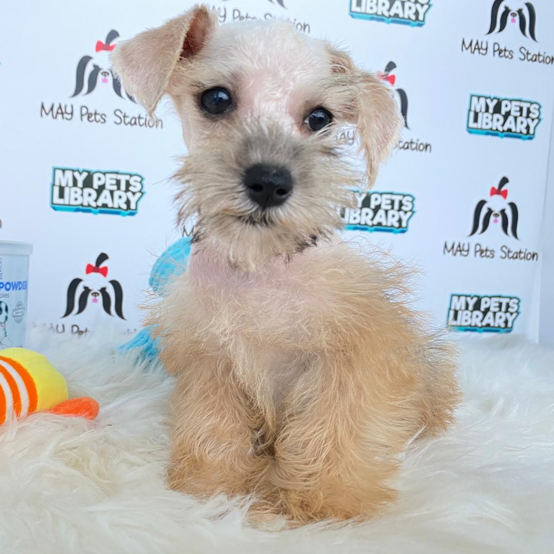 Miniature Schnauzer Puppy For Sale (Female)