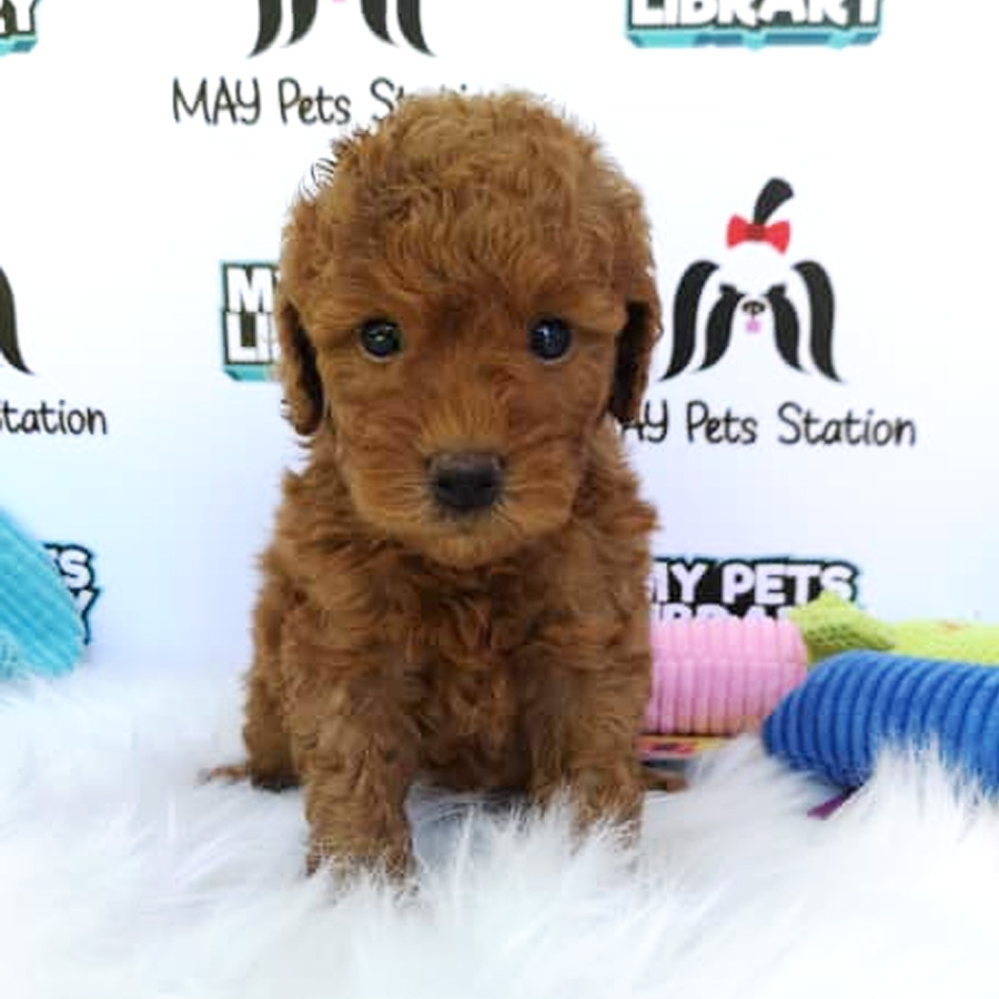 Super Red Toy Poodle Puppy For Sale (Male)
