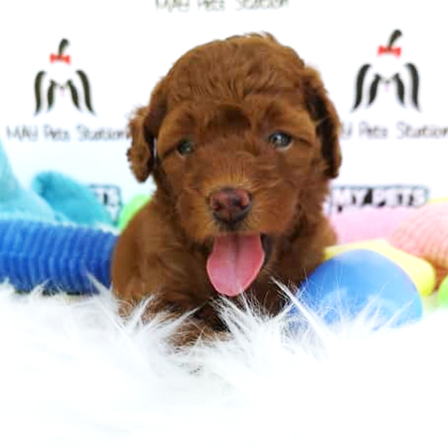 Super Red Toy Poodle Puppy For Sale (Female)