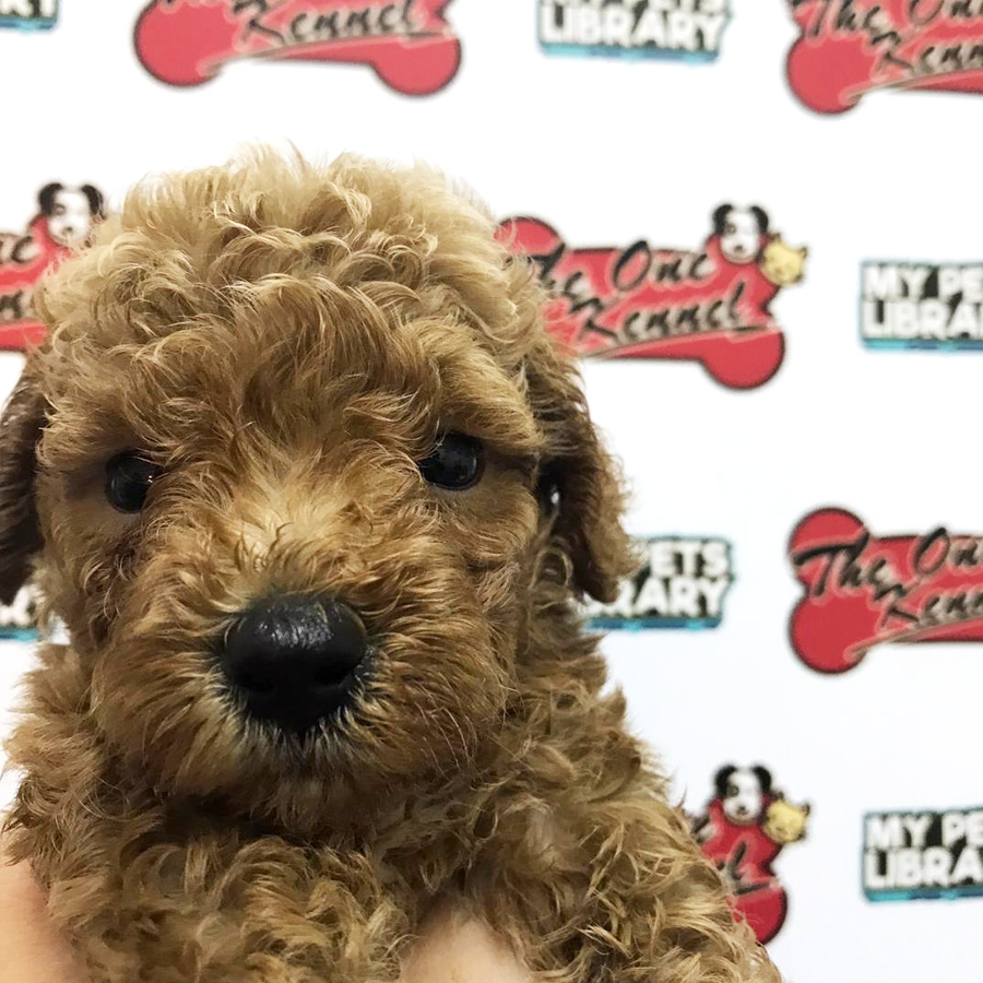 Tiny Poodle Puppy For Sale