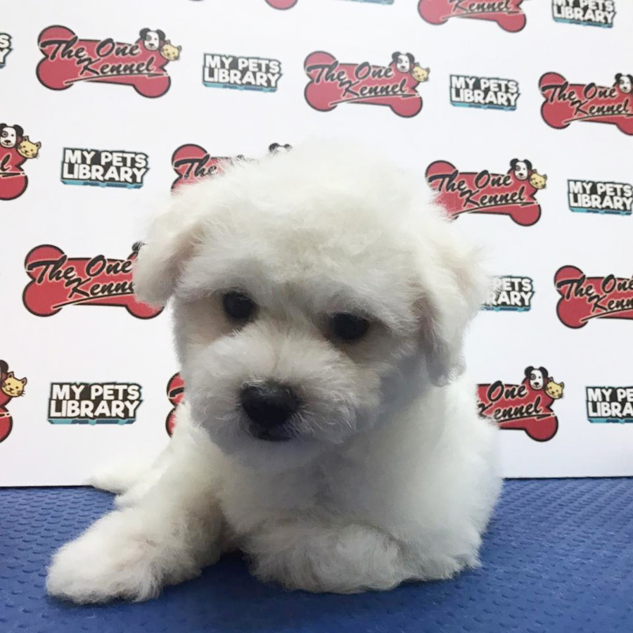 American Champion Bloodline Bichon Frise Puppy For Sale