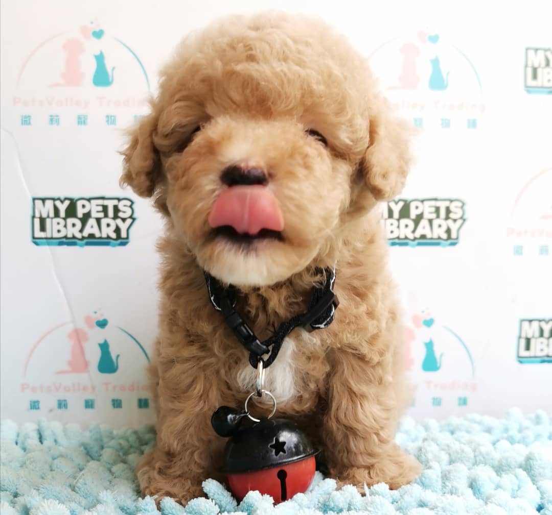 Tiny Poodle Puppy For Sale (Male)