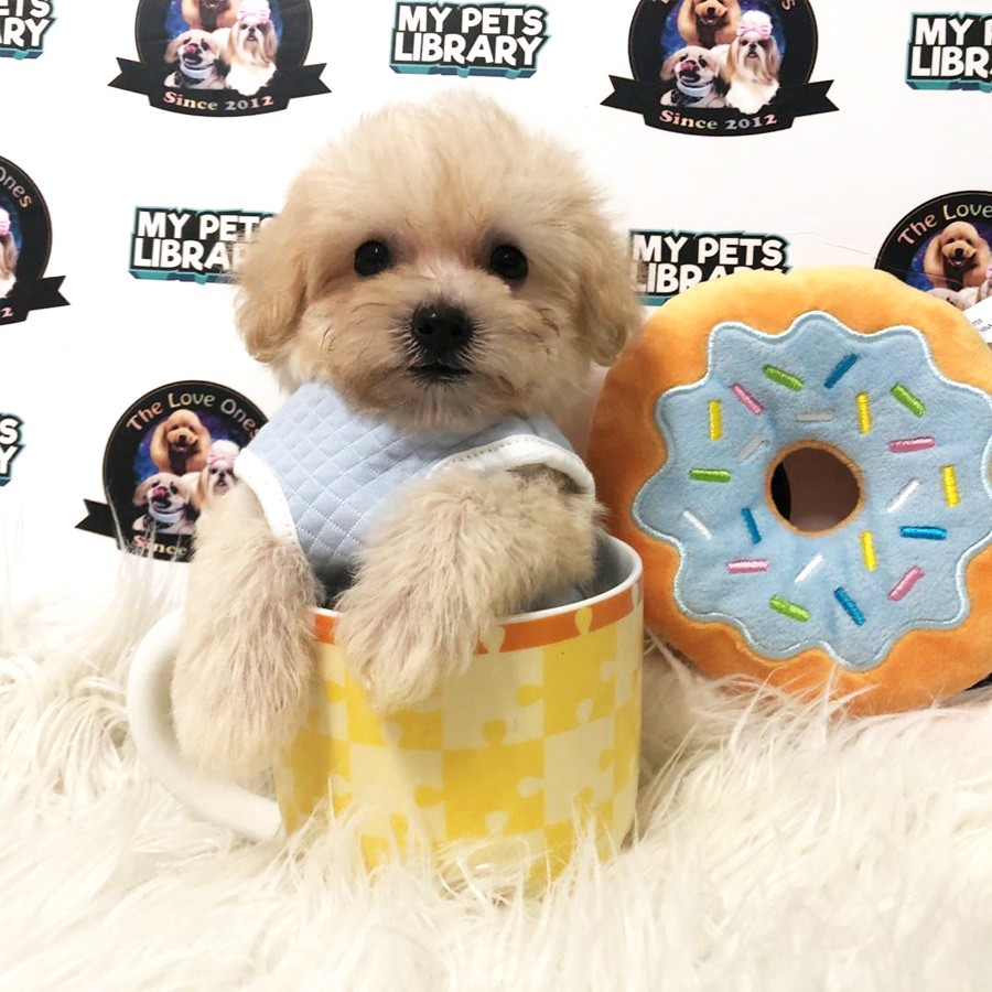 MKA Tiny Teacup Poodle Puppy For Sale