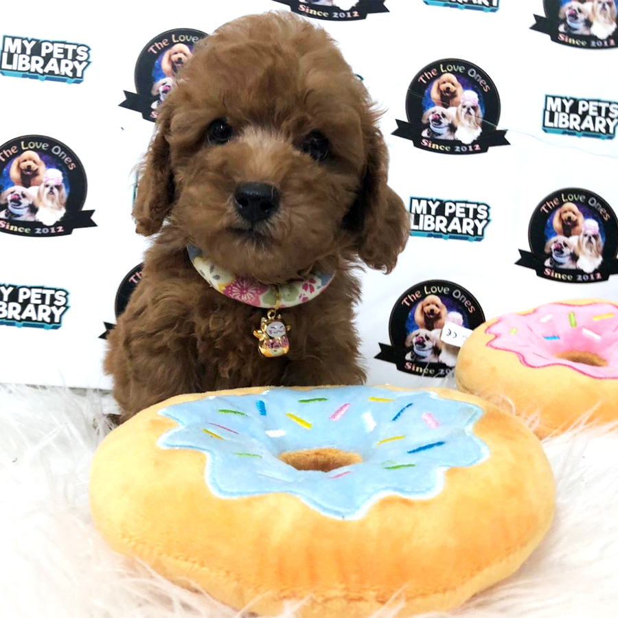 Tiny Toy Poodle Puppy For Sale (Male)