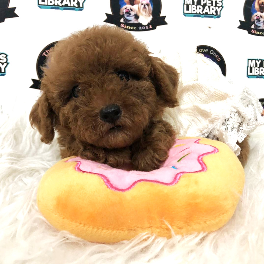 Tiny Toy Poodle Puppy For Sale (Female)