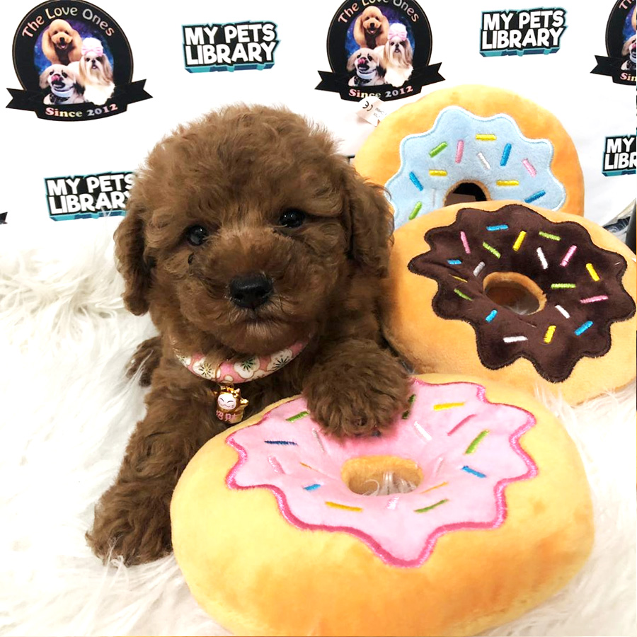 Tiny Toy Poodle Puppy For Sale