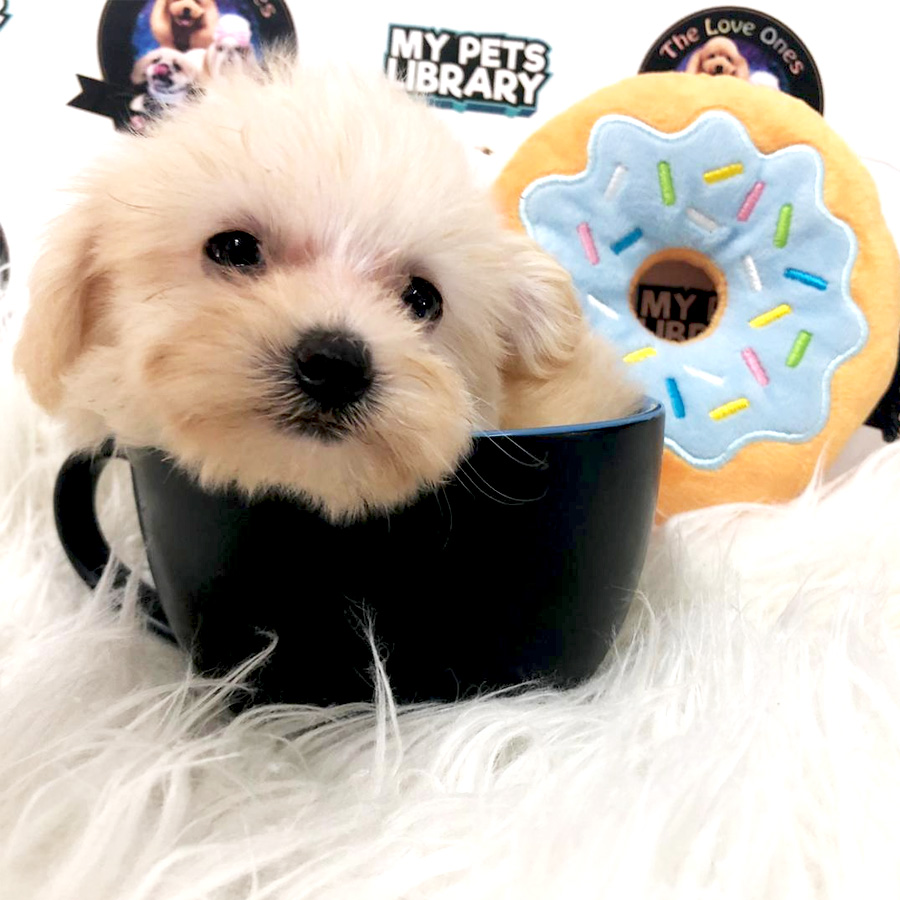 MKA Tiny Teacup Poodle Puppy For Sale