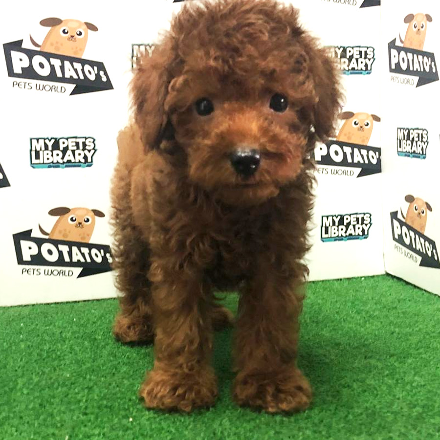 Toy Poodle Puppy For Sale (Male)