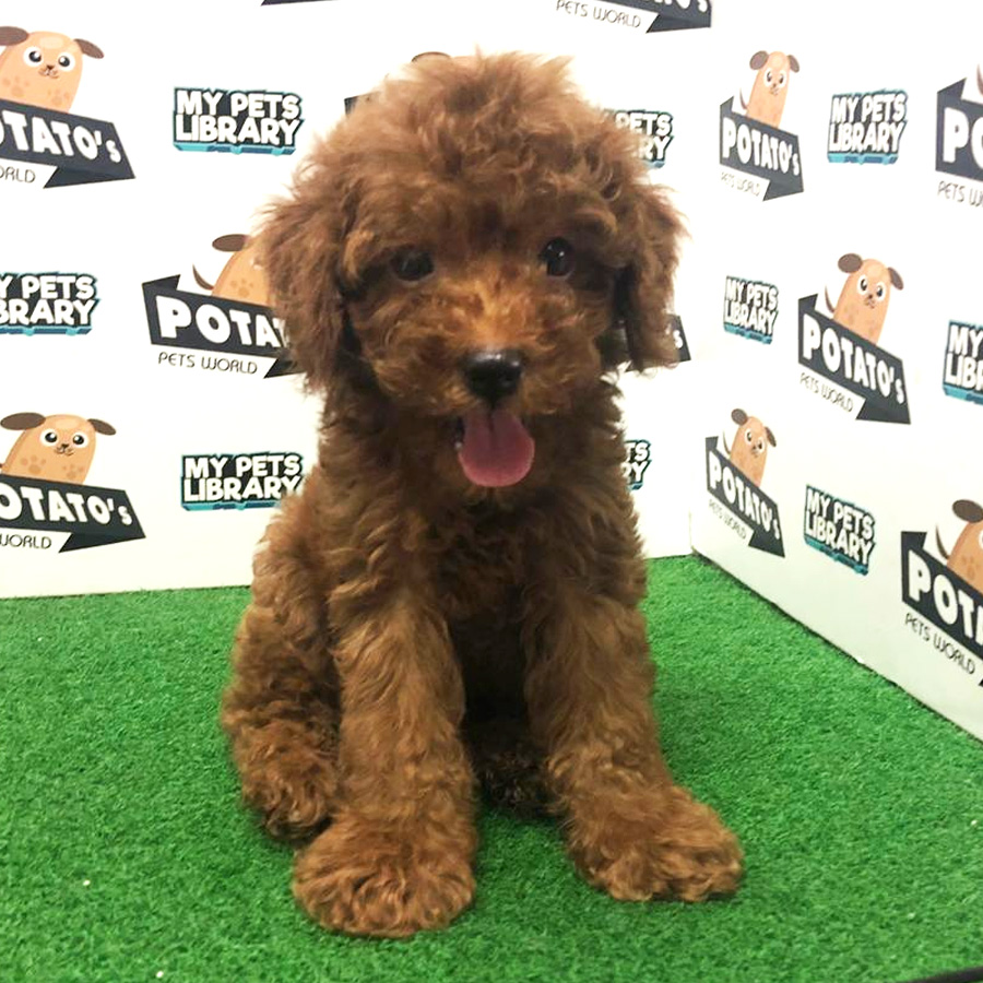 Toy Poodle Puppy For Sale (Male)