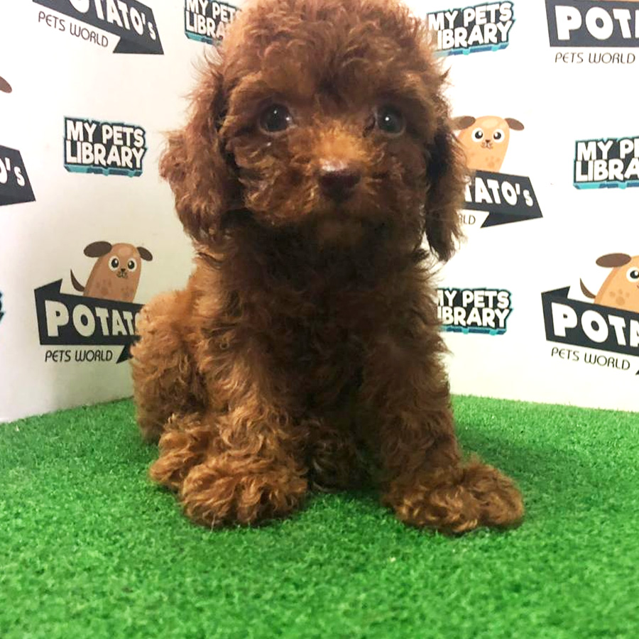 Toy Poodle Puppy For Sale (Female)