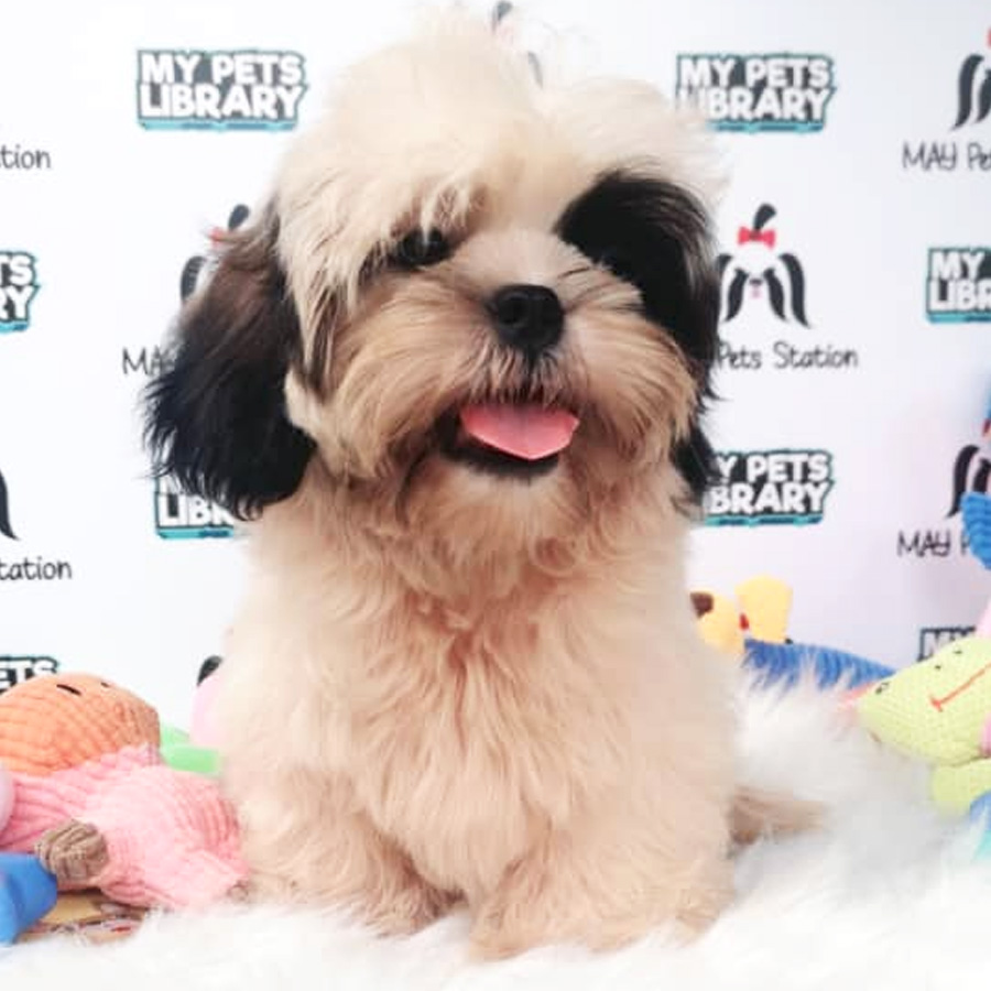 Shih Tzu Puppy (Male) For Sale