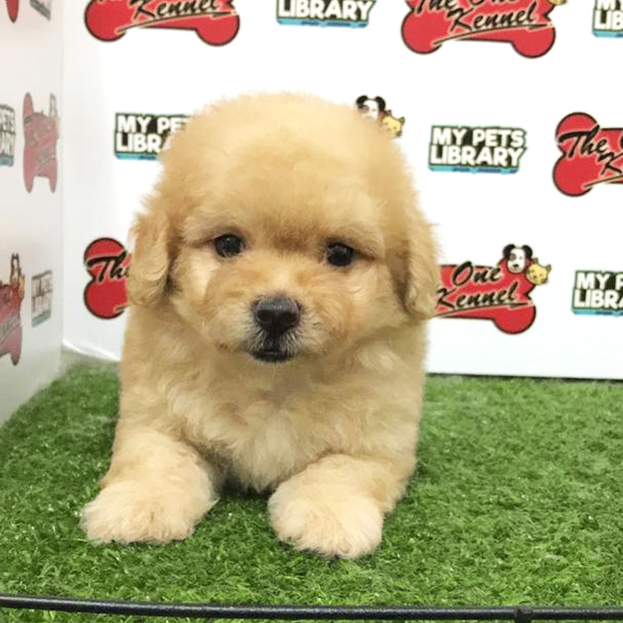 Toy Poodle Puppy For Sale (Female)