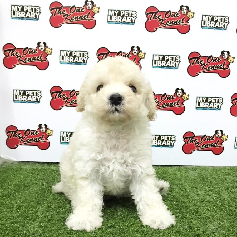 Toy Poodle Puppy For Sale (Female)