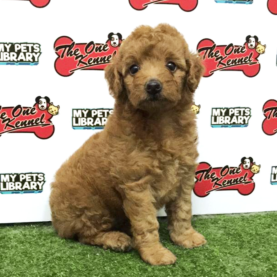 Toy Poodle Puppy For Sale (Female)