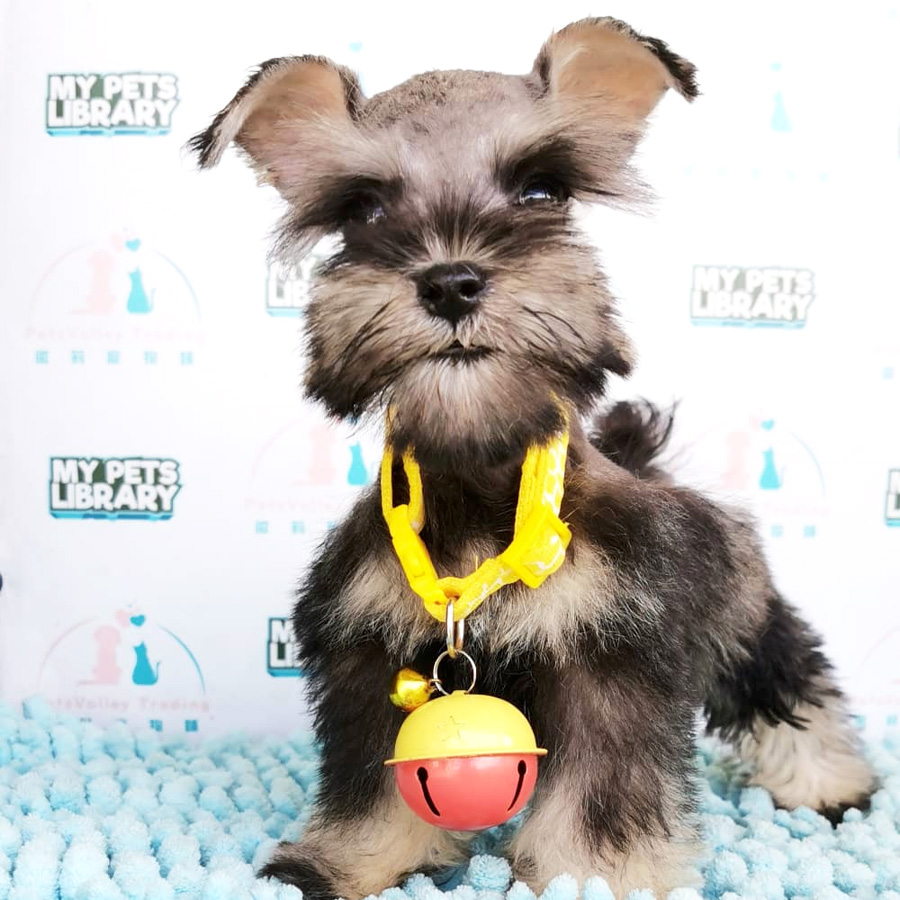 Miniature Schnauzer Puppy For Sale (Female)