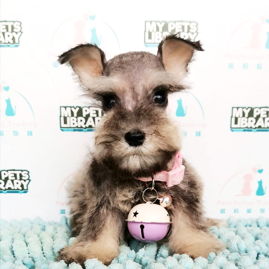 Miniature Schnauzer Puppy For Sale (Female)