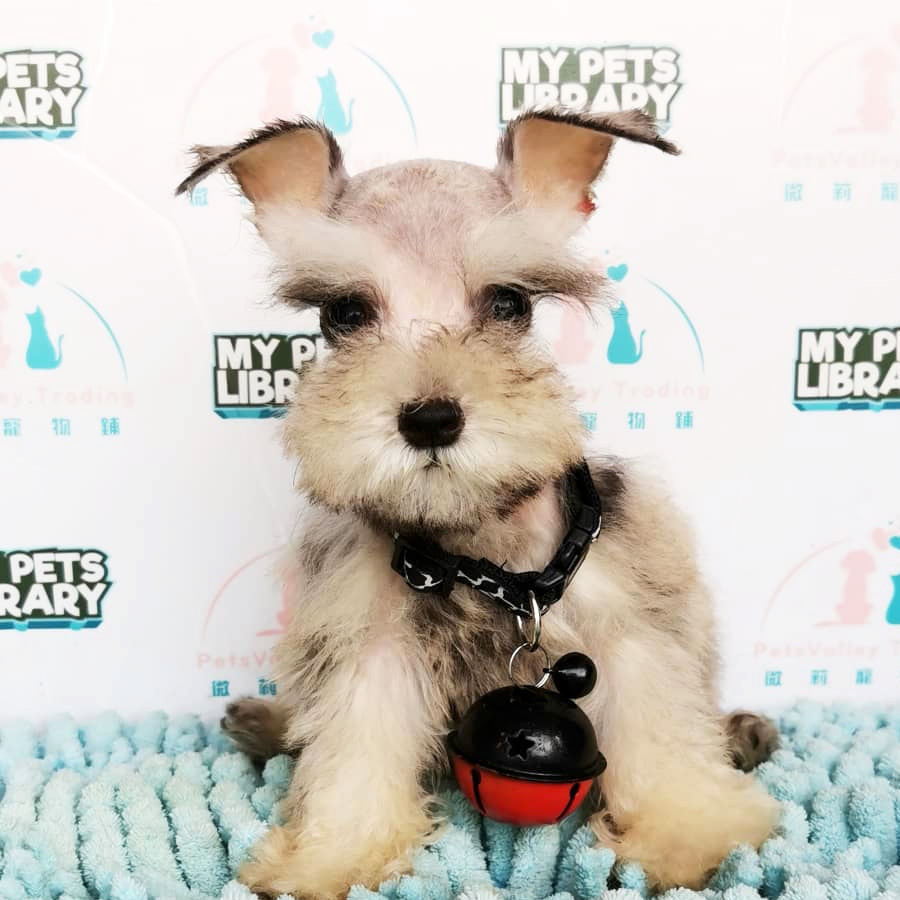 Miniature Schnauzer Puppy For Sale