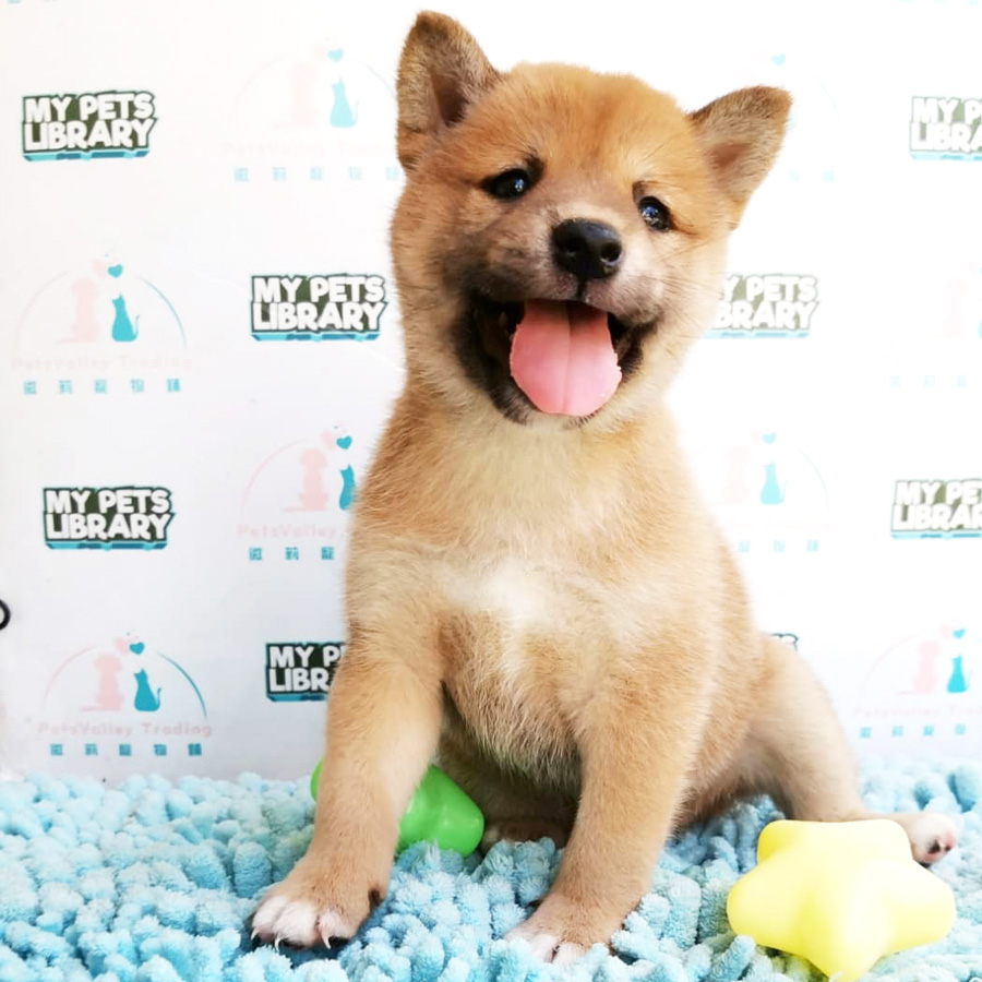 MKA Shiba Inu Puppy For Sale