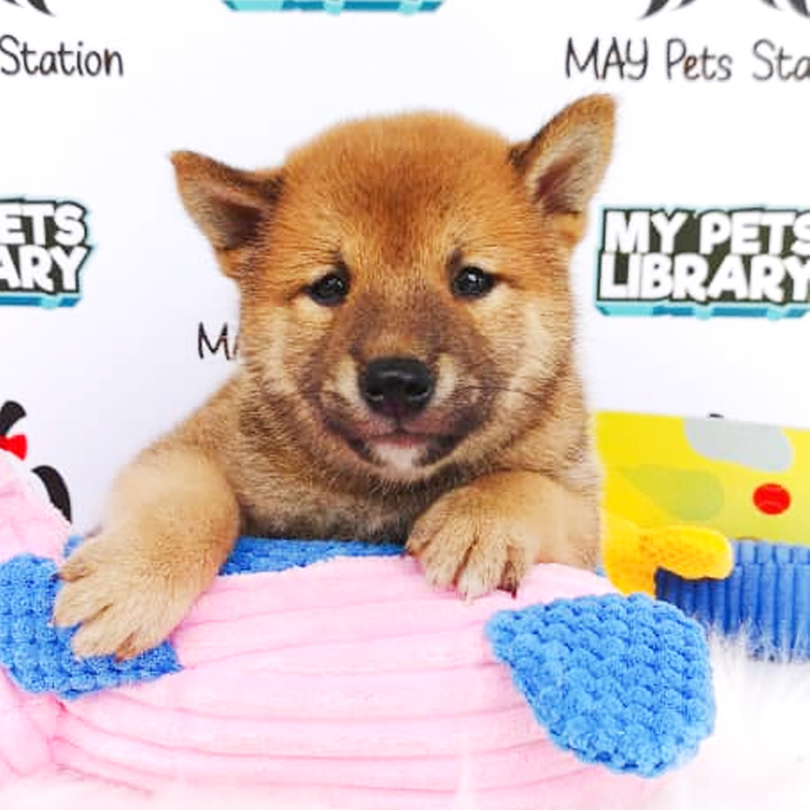 MKA Shiba Inu Puppy For Sale