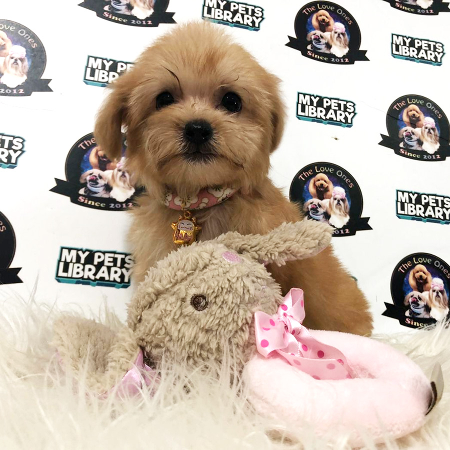 MKA Tiny Poodle Puppy For Sale