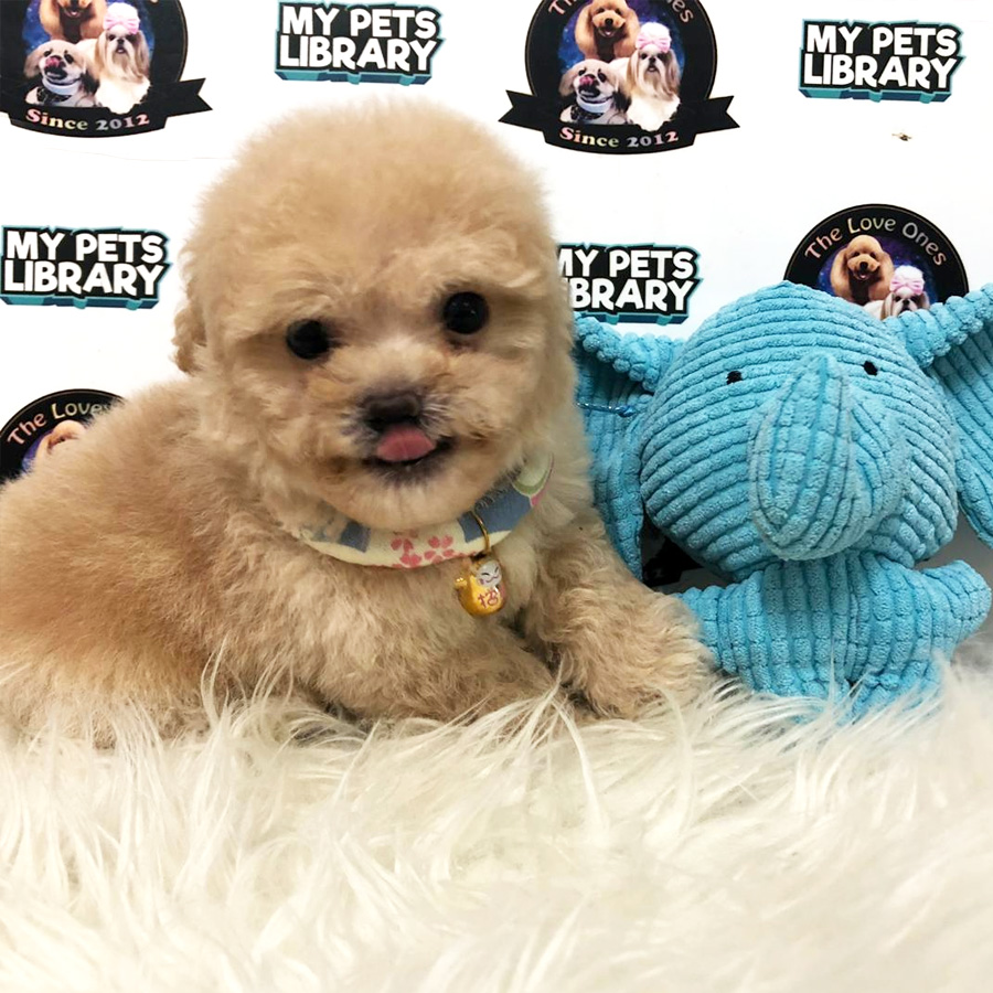 Short Leg Tiny Poodle Puppy For Sale
