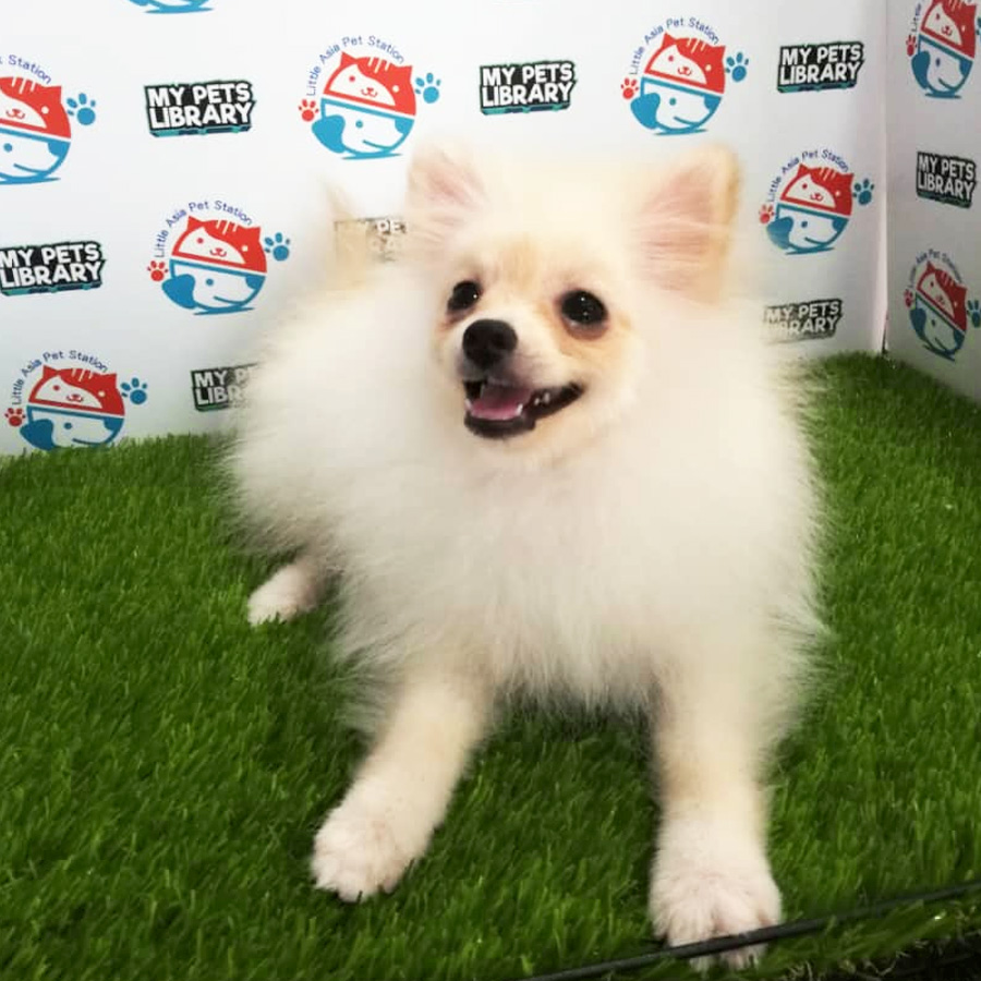 Pomeranian Puppy For Sale (Female)