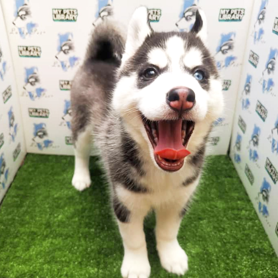 Siberian Husky Puppy For Sale