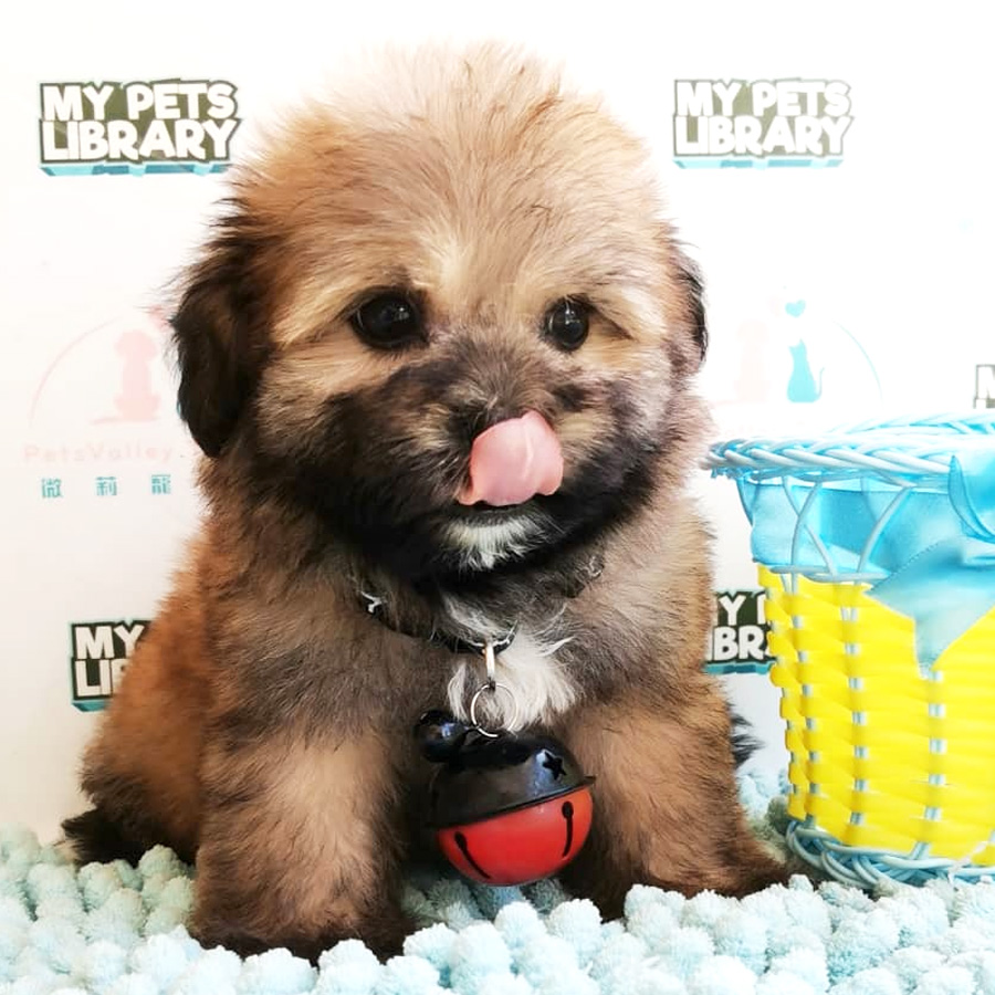 Pomapoo Puppy For Sale
