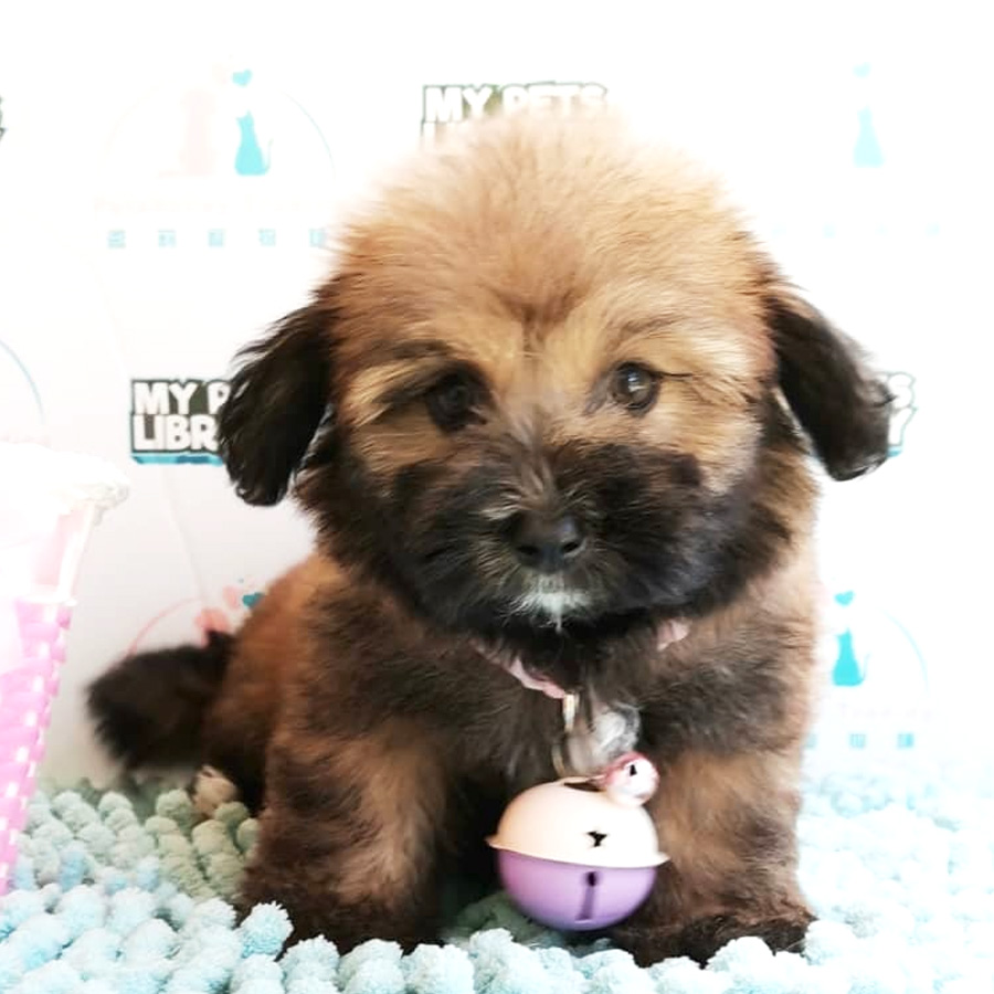 Pomapoo Puppy For Sale (Female)