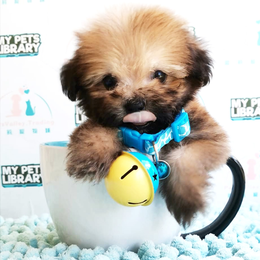 Pomapoo Puppy For Sale