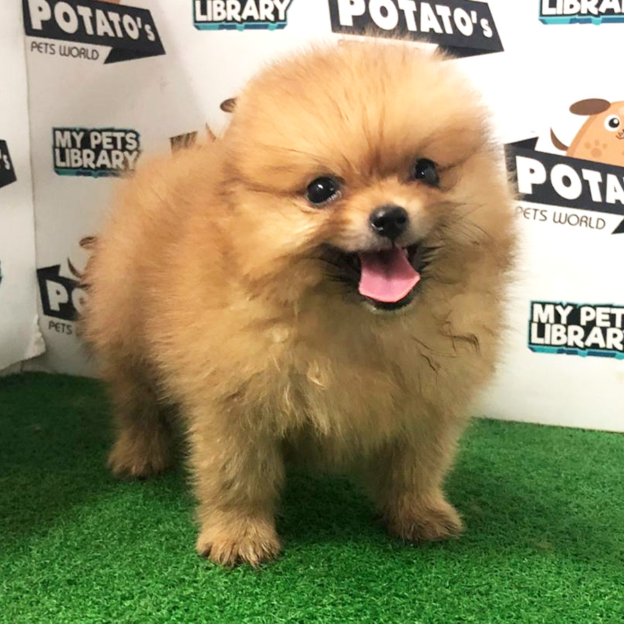 Pomeranian Puppy For Sale (Male)