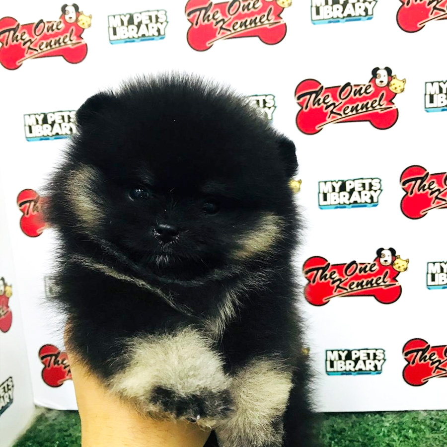 MKA Pomeranian Puppy For Sale (Female)