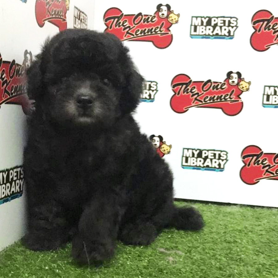 MKA Silver Tiny Poodle Puppy For Sale
