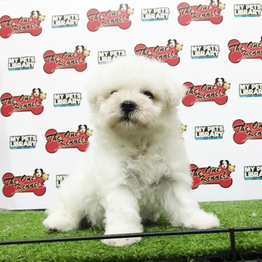 Bichon Frise Puppy For Sale (Female)