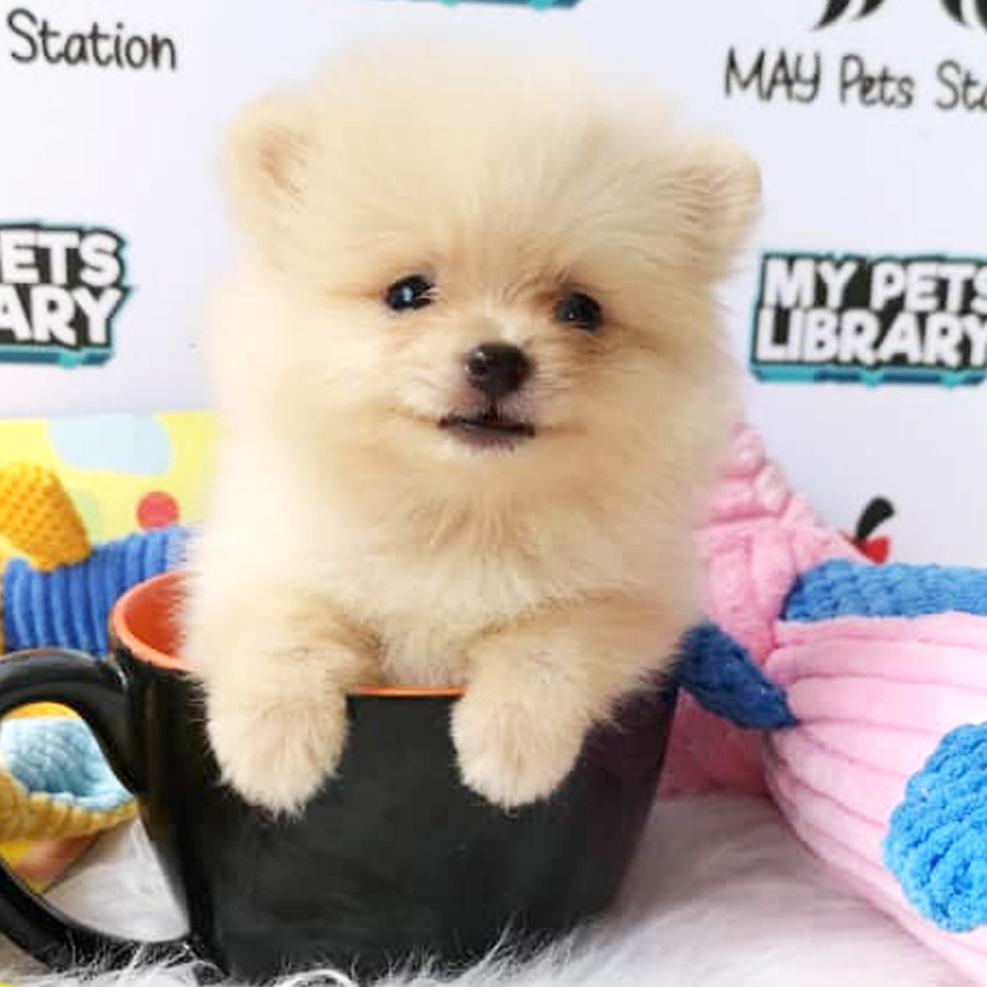 Teacup Pomeranian Puppy For Sale (Female)
